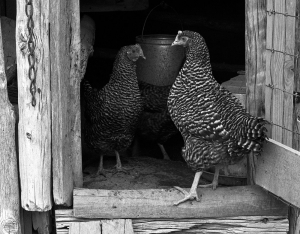 Chickens